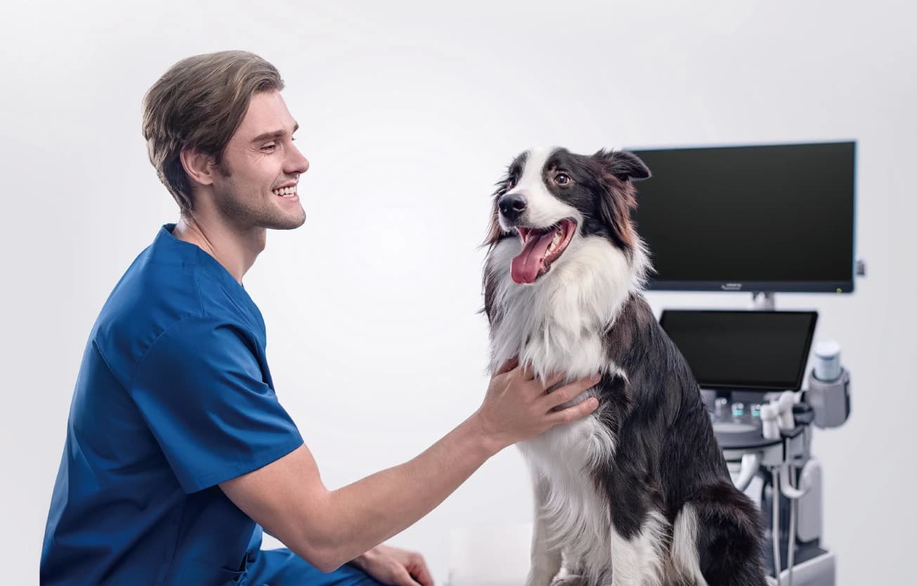 Veterinarian with a Border Collie beside the Vetus 80 veterinary ultrasound system
